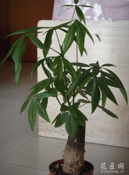 发财树对家居环境的影响