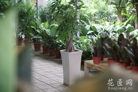 发财树的风水学应用