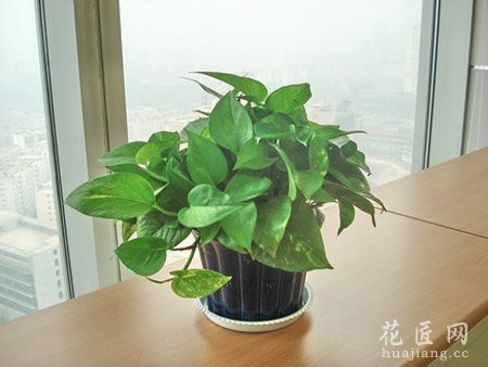绿萝对家居有什么风水作用