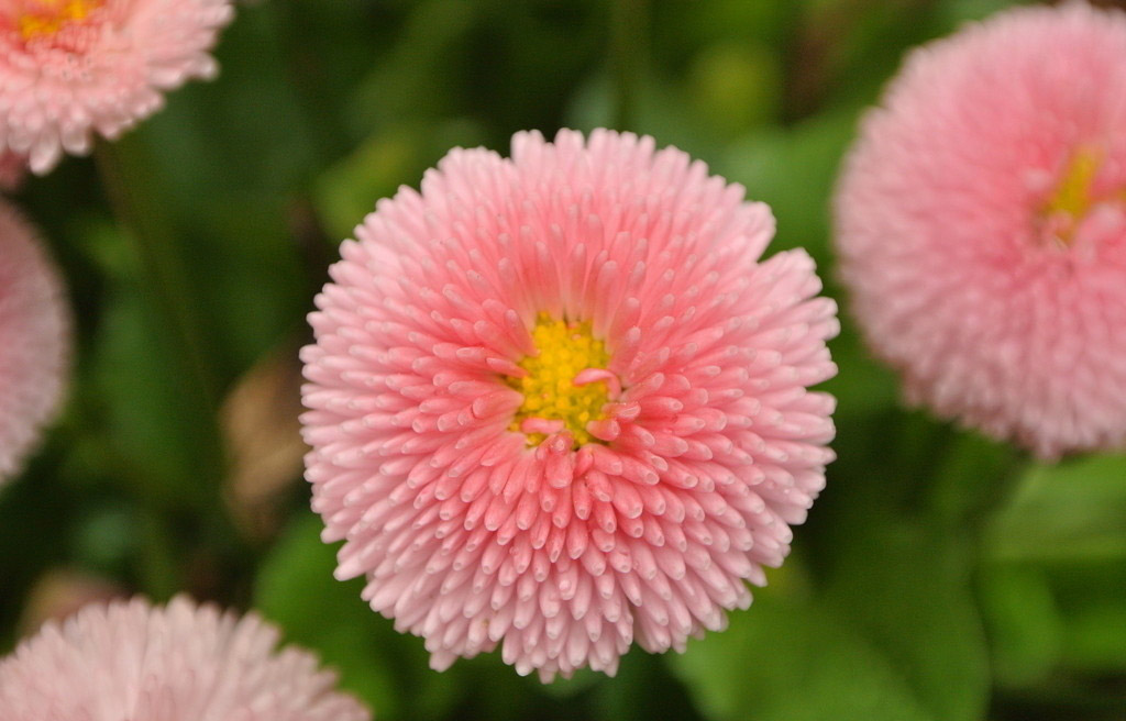 翠菊花叶的功效