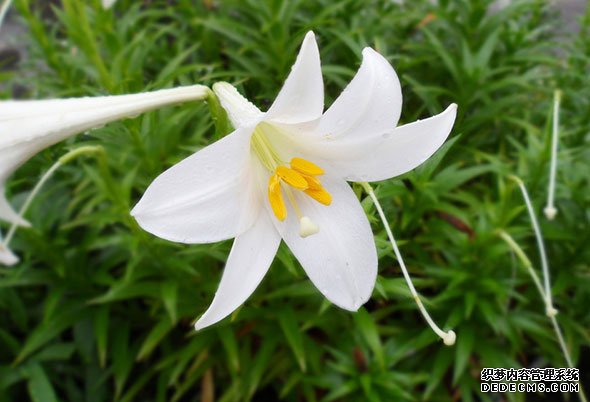 百合花的功效与作用
