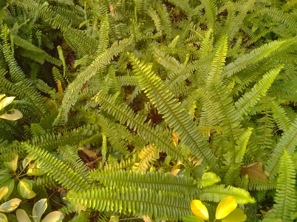 蜈蚣草
