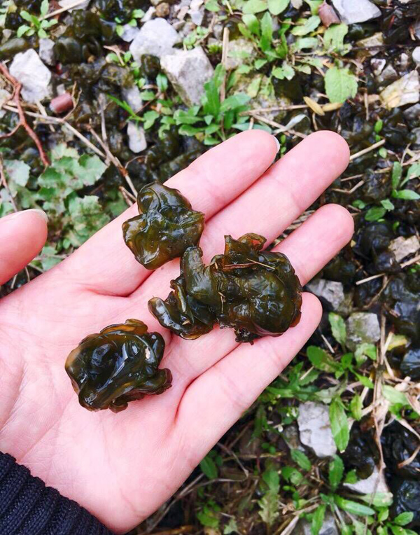 地皮菜