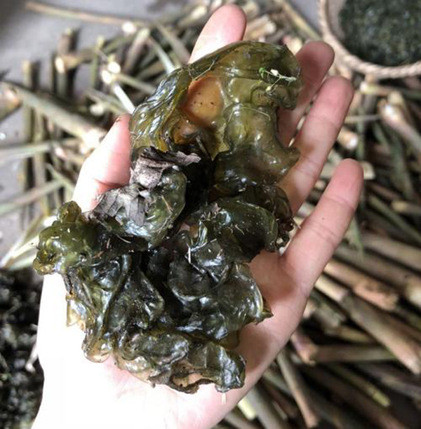 地皮菜