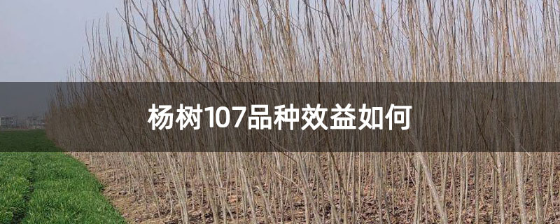 杨树107品种效益如何