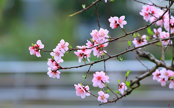 桃花
