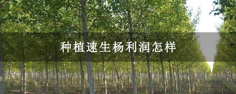 种植速生杨利润怎样