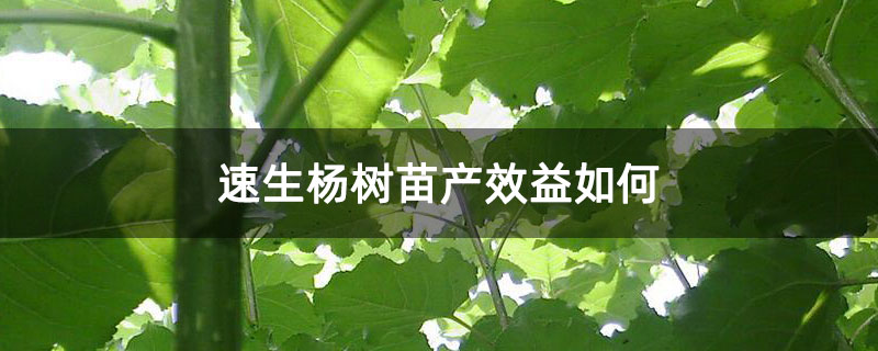 速生杨树苗产效益如何