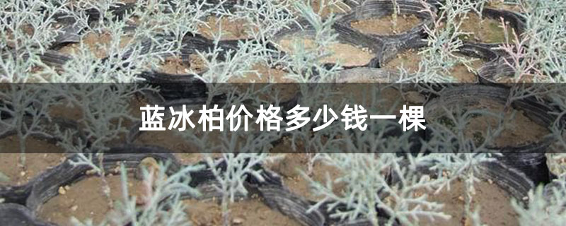 蓝冰柏价格多少钱一棵
