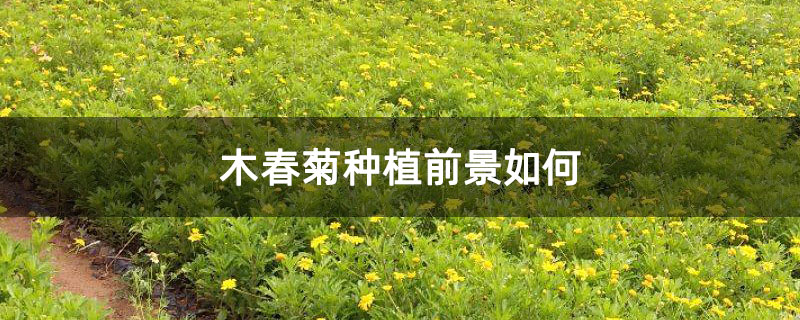 木春菊种植前景如何