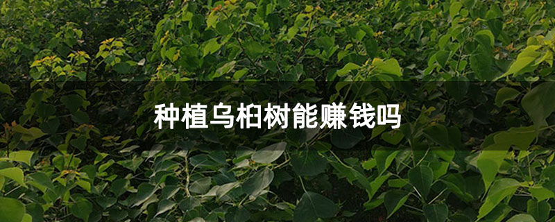 种植乌桕树能赚钱吗