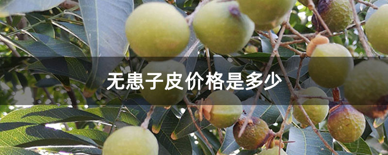 无患子皮价格是多少