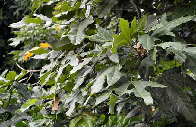 澳洲火焰木15公分价格多少?