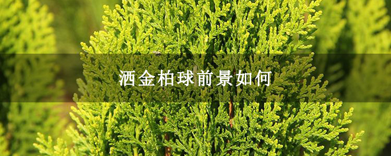 洒金柏球前景如何
