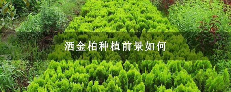 洒金柏种植前景如何