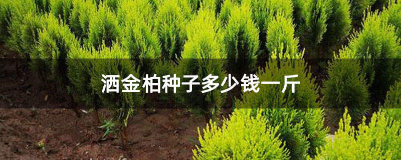 洒金柏种子多少钱一斤