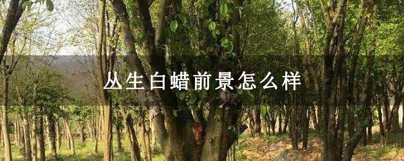 丛生白蜡前景怎么样