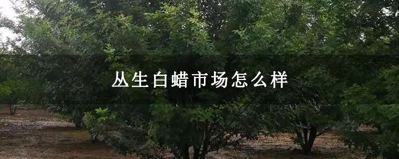 丛生白蜡市场怎么样