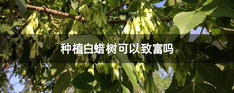 种植白蜡树可以致富吗