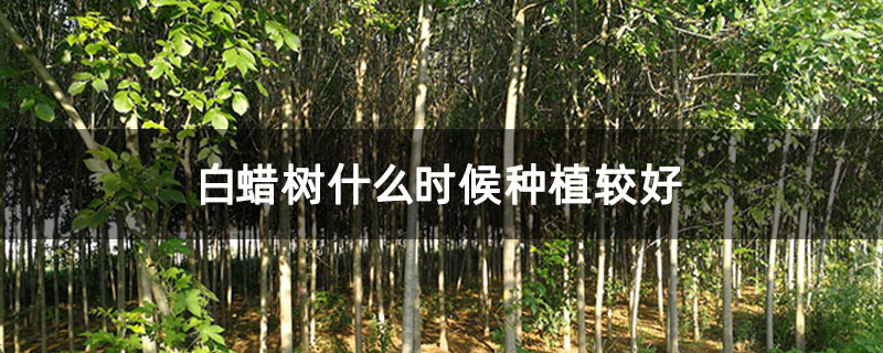白蜡树什么时候种植较好