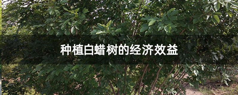 种植白蜡树的经济效益