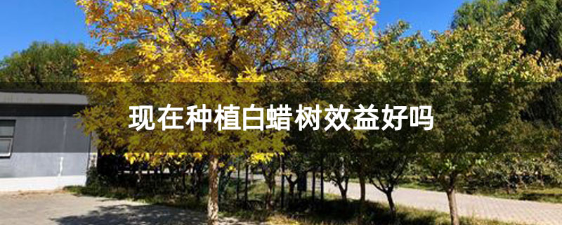 现在种植白蜡树效益好吗
