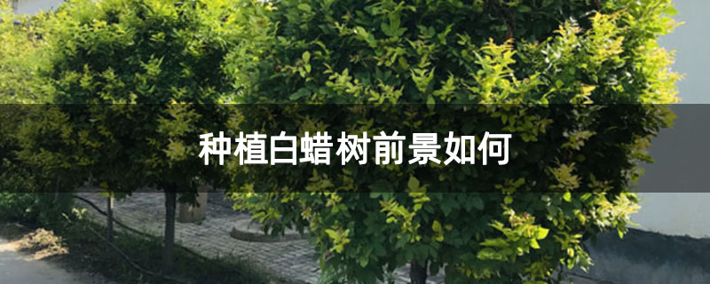 种植白蜡树前景如何