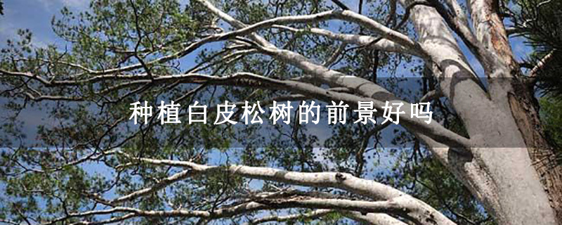 种植白皮松树的前景好吗