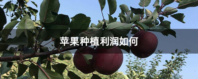 苹果种植利润如何