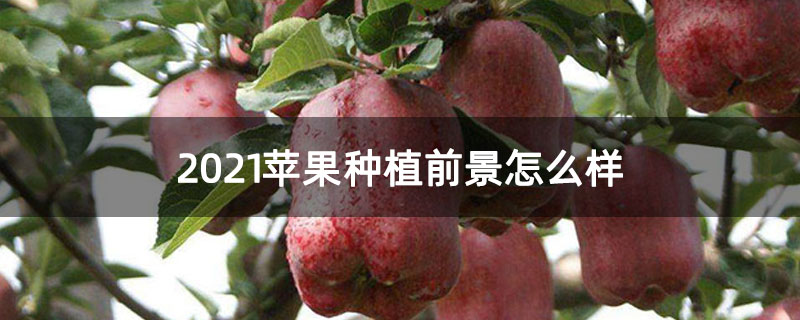 2021苹果种植前景怎么样