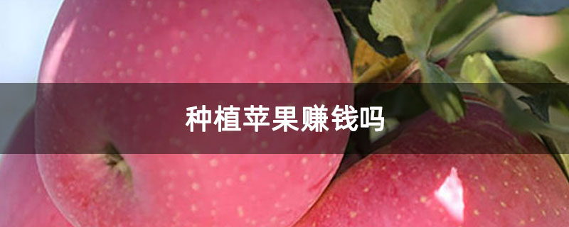 种植苹果赚钱吗