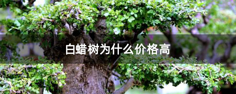 白蜡树为什么价格高