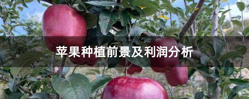 苹果种植前景及利润分析