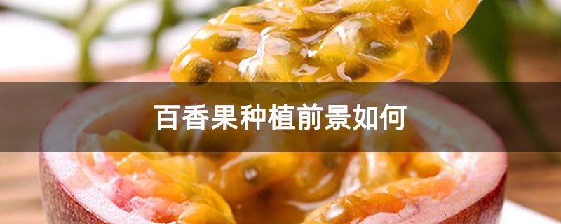 百香果种植前景如何