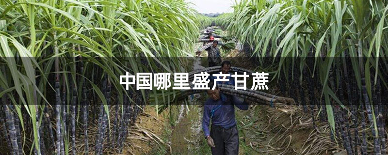 中国哪里盛产甘蔗