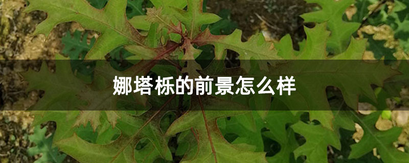 娜塔栎的前景怎么样