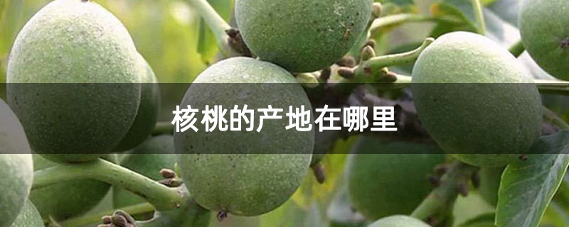 核桃的产地在哪里