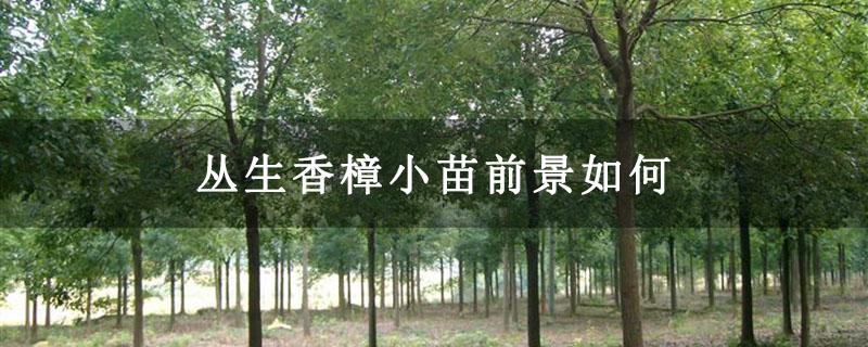 丛生香樟小苗前景如何