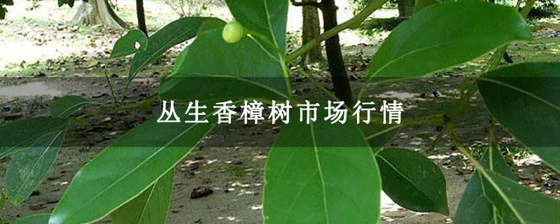 丛生香樟树市场行情