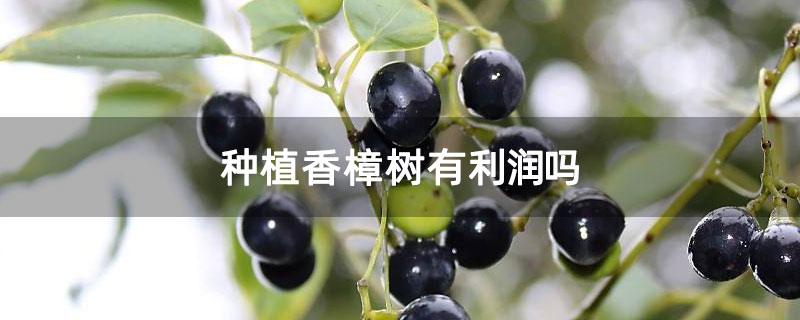 种植香樟树有利润吗