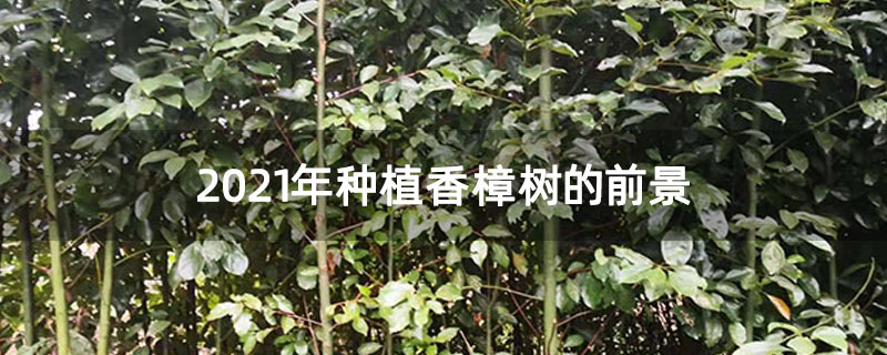 2021年种植香樟树的前景