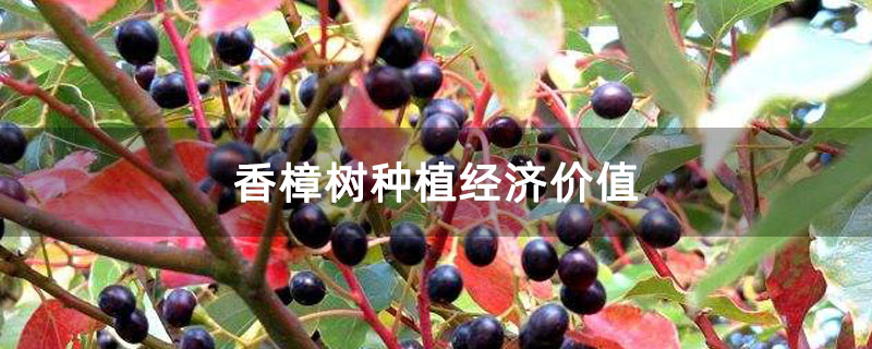 香樟树种植经济价值