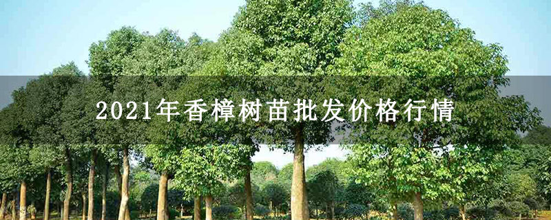 2021年香樟树苗批发价格行情