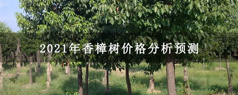 2021年香樟树价格分析预测