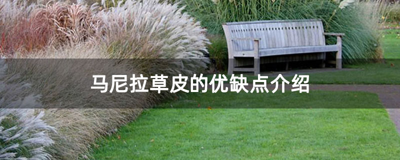 马尼拉草皮的优缺点介绍