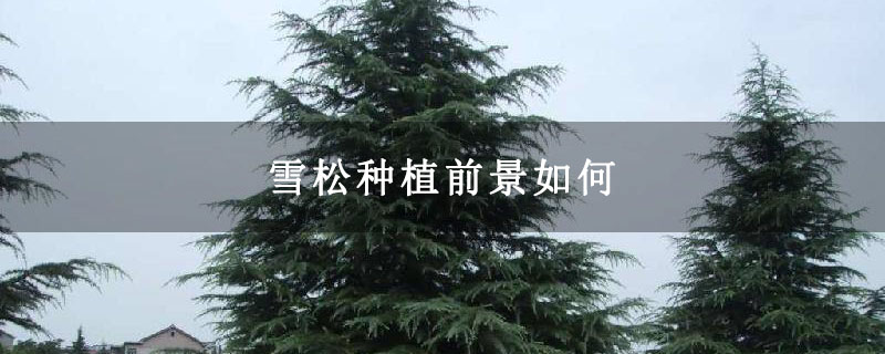 雪松种植前景如何