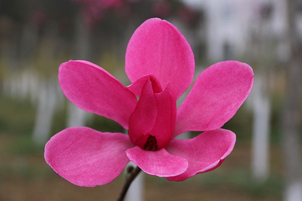红花玉兰