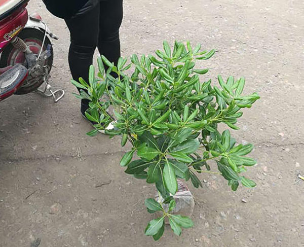 海桐小毛球