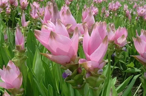 src=http___img2.lrgarden.com_feed_pic_10_41_1000435210_24291_1513859497.jpg&refer=http___img2.lrgarden.webp_副本.jpg
