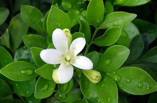 u=2517075461,2735308683&fm=253&fmt=auto&app=120&f=JPEG.webp_副本.jpg